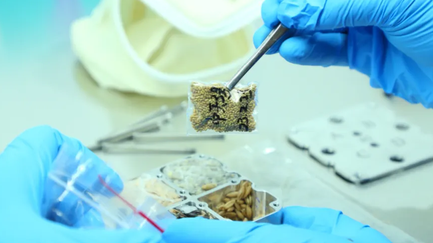A scientist investigating a sample from the Shenzhou-17 mission. ©Science and Technology Daily
